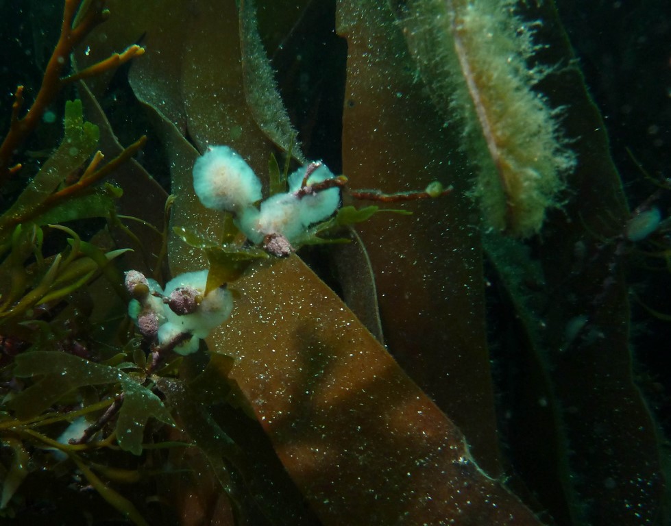 Aplidium pallidum Aplidium pallidum